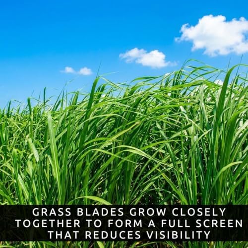 1,000 Privacy Grass Seeds for Planting - Skyscraper/Elephant Grass - Fast Growing Tall Ornamental Greens Up to 10 Feet - Dense Natural Privacy Screen - Easy to Grow (Approx 1,000 Seeds) - Image 2