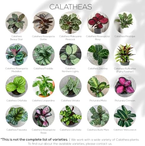 Calathea Collection (4 Pack) Live Plants – Stunning Foliage Prayer Plants Like Orbifolia, Rose Painted, White Star & Dottie – Easy Indoor Tropical Plants – Pet Friendly – Natural Air Purifiers - Image 2