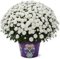 Chrysanthemum (Purple Skull Deco Pot), White Blooms, Live Fall Flowering Perennial, 15" Tall by 12" Wide in 3 Qt Pot by TheThreeCompany