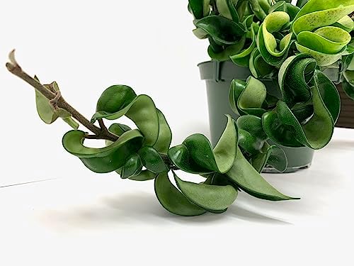 Hoya Compacta aka Hindu Rope Available in 2", 4", and 6" Pot Live Plant Air-Purifying (4" Pot with 2 Plants, Very Short Right Now) - Image 3
