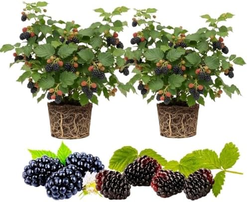 Set 2 Boysenberry Live Plant, 4-7 Inches Tall by Unknown