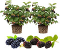 Set 2 Boysenberry Live Plant, 4-7 Inches Tall by Unknown