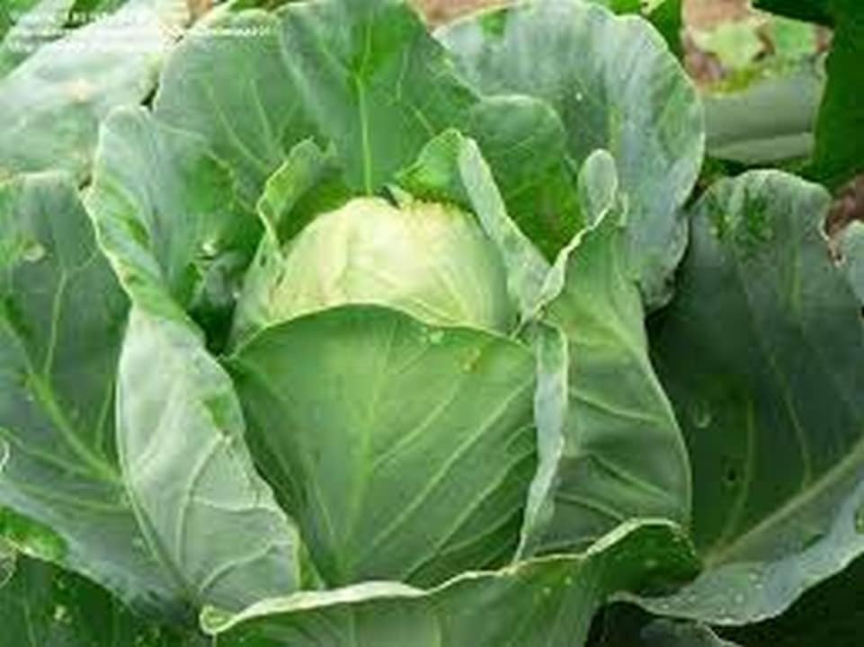 500 Early Jersey Wakefield Cabbage Seeds for Planting Heirloom Non-GMO 2+ Grams Garden Vegetable Bulk Survival Hominy by Unknown