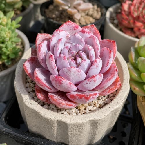 3 PCS Echeveria 'Pink Peony' Live Succulent Plant 1.5 Inch, Rare Rosette Succulent Bare Root No Pot, Low Maintenance Plant for Decorative Planters, Patio Garden Collection & Modern Living Spaces - Image 3