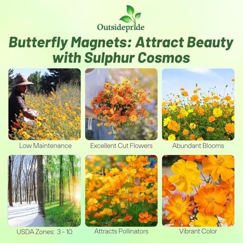 Outsidepride Bright Lights Cosmos Sulphureus Seeds - 1 Lb. Pcs Annual, Drought Tolerant & Pollinator Friendly, Flower Seeds for Planting w/Vibrant Mixed Blooms, Ideal for Landscaping & Xeriscaping - Image 2