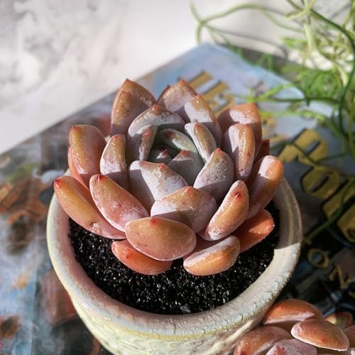 Echeveria Sang-A Rare Live Succulent Plants, 1 Head 2.2" Bare Root Without Pot & Soil, Garden Indoor Office Desk Baby Shower Decoration, Friend Plant Lovers Gifts - Image 5