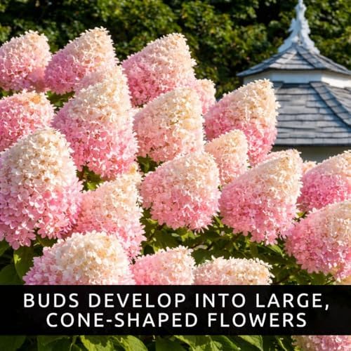 PG Hydrangea Live Bare Root Plants, 2 Pack, Panicle Hydrangea Shrub - Image 4