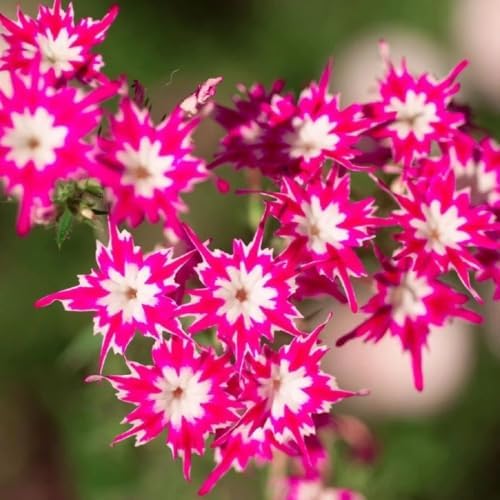 Creeping Phlox Moss Seeds, 800+, Non-GMO, Drought Tolerant, Hardy Perennial Ground Cover for Rockery and Walkway Edging - Image 2