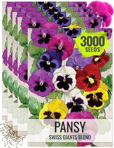 Seed Needs Swiss Giants Pansy Seeds to Plant a Mixture of Flowers 5 Packs by SeedNeeds