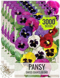 Seed Needs Swiss Giants Pansy Seeds to Plant a Mixture of Flowers 5 Packs by SeedNeeds
