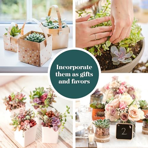 Shop Succulents Pastel Succulent Plant Pack Bulk Collection - Live Mini Succulent Plants, Low Maintenance, Bright & Serene Colors & Textures - Wedding and Party Favors, Gift & Garden, Pack of 16 - Image 5