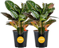 Costa Farms Croton Petra Live Plants (Pack of 2), Indoor Outdoor Houseplants Potted in Plant Pots, Potting Soil Mix, Easy to Grow Tropical House Plants for Home, Office, Fall Room Decor, 1 Foot Tall by Unknown
