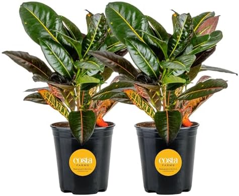 Costa Farms Croton Petra Live Plants (Pack of 2), Indoor Outdoor Houseplants Potted in Plant Pots, Potting Soil Mix, Easy to Grow Tropical House Plants for Home, Office, Fall Room Decor, 1 Foot Tall by Unknown