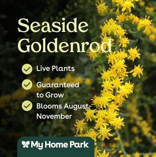 Seaside Goldenrod 6 Live Plants (Solidago sempervirens) – Native Coastal Wildflower for Pollinator Gardens & Wildlife Habitat, Late Season Blooms, Drought Tolerant, Full Sun Perennial Plant - Image 3
