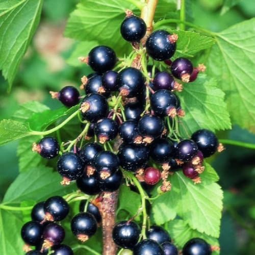 Black Currant Bush Live Plant, Berry Fruit Bush, 6-12 Inch Tall - Image 5