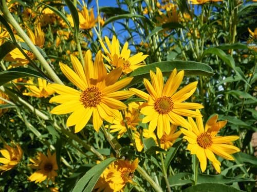 Maximilian Sunflower Seeds - 1000+ Count & 50+ Peredovik Sunflower - for 2026 Planting Prairie Sunflower Perennial Wildflower Drought Tolerant Deer Resistant Tall Yellow Flower - Image 7