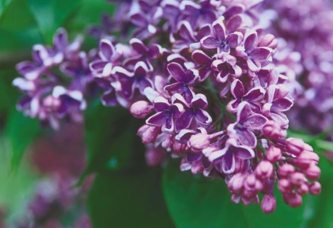 Syringa vulgaris ‘Albert F. Holden’ Lilac – Fragrant Purple Bicolor Lilac Shrub – Cold Hardy Flowering Bush – Pollinator Friendly Garden Plant – Live Starter Plant - Image 6