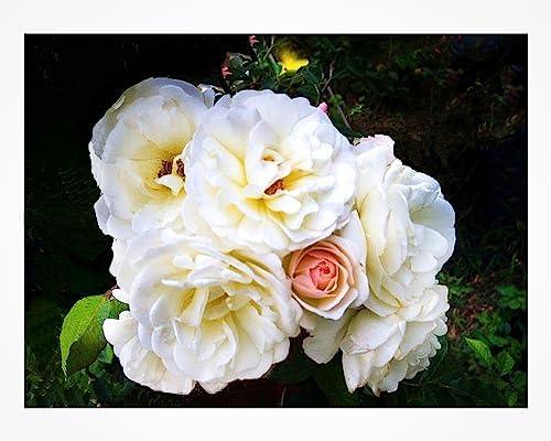 Prom Queen Climbing Rose - Antique Heirloom Rosa Hybrid - Live Plant - Perpetual Fragrant Double White Pink Flower - Emerald's - Starter Size - 4 Inch Pot by EmeraldGoddessGardens