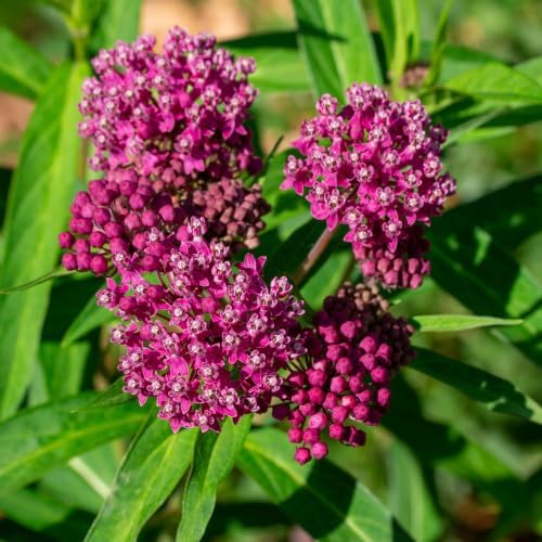 2 Purple Butterfly Milkweed Plants, 4-8" Tall - Image 7