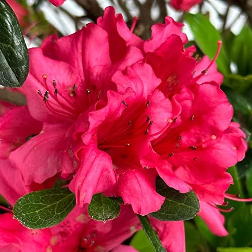 Girard's Rose Azalea, Live Evergreen Flowering Shrub, 3 Gallon - Image 3