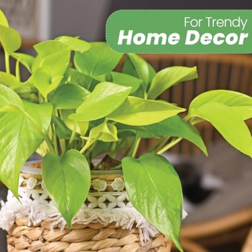 American Plant Exchange Neon Pothos – Live 8-Inch Hanging Basket, Bright Green Trailing Vine, Easy-Care Air Purifying Houseplant for Hanging Planters, Shelves & Indoor Home or Office Décor - Image 2