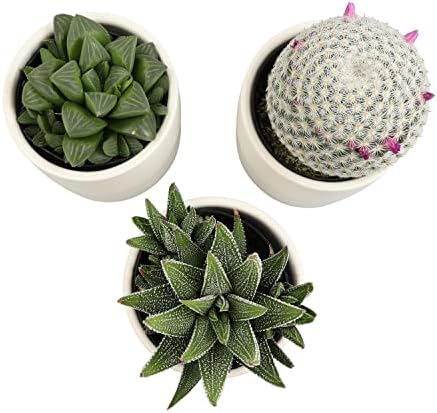 Plants for Pets Live Low Light House Plants in Ceramic Succulent Pots (3 Pack), Gasteria Succulent Plant and Cactus Plants Live with Potting Soil, Haworthia Succulents for Indoor Growing Home Décor - Image 3