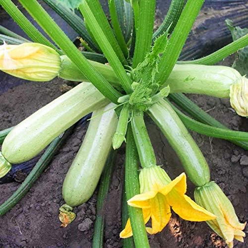 Seeds Zucchini Courgette Squash Bush Type 36 Days Heirloom Vegetable for Planting Non GMO - Image 6