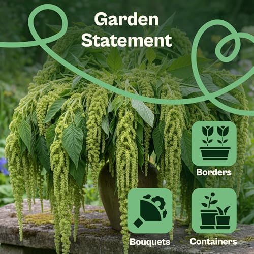 SVI 1500 Emerald Tassels Amaranth Seeds (Amaranthus caudatus) – Green Amaranthus Seed Packets Bulk, Heirloom Flower Garden Seed – Cut Flower Seeds for Outdoor Garden, Containers, Cutting Beds - Image 4