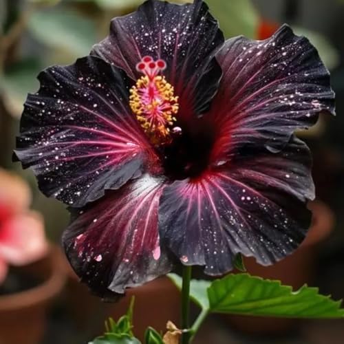 115+ Mixed Perennial Hibiscus Flower Seeds for Planting - Fresh Hardy Hibiscus Exotic Plant Bonsai Seeds Non-GMO Heirloom for Multi-Colored Flower Home Garden Outdoor - Image 6