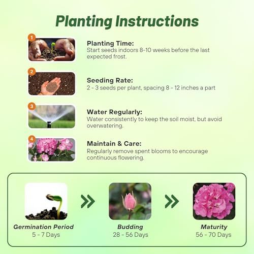 Outsidepride Pink Bicolor Geranium Seeds for Planting - 25 Pcs Annual, Heat & Drought Tolerant Flower Seeds with Green Foliage & Pink Blooms for Pots, Borders & Lush Summer Garden Displays - Image 3