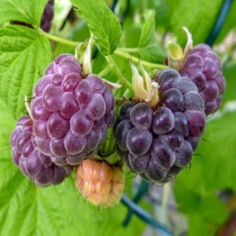 2 Purple Raspberry Plants Live, Edible Berry Bush Plant, 5-10" Tall - Image 2