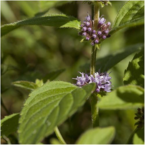 Seed Needs Pennyroyal Mint Seeds to Plant an Herb Garden - 1 Pack - Image 6