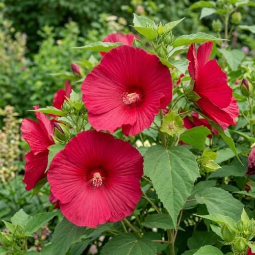 Hardy Red Hibiscus Flower Live Plant, Large Bloom Shrub, 5-8'' Tall - Image 5