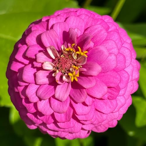 The Old Farmer's Almanac Zinnia Seeds (Dahlia Mix) - Approx 200 Flower Seeds - Premium Non-GMO, Open Pollinated, USA Origin - Image 5