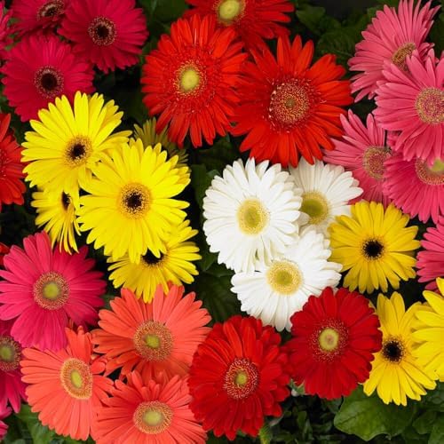 Outsidepride Revolution Select Mix Gerbera Seeds - 10 Pcs Perennial, Compact & Low Maintenance, Flower Seeds for Planting w/Vibrant Blooms, Ideal for Garden Landscaping & Cut Flower Arrangements by Outsidepride