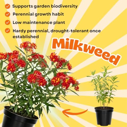 2 Red Milkweed Live Plants, Hardy Garden Plant, 4-6 Inch Tall - Image 2