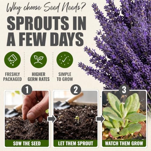 Seed Needs Spike Lavender Seeds to Plant an Herb Garden - 2 Packs - Image 5