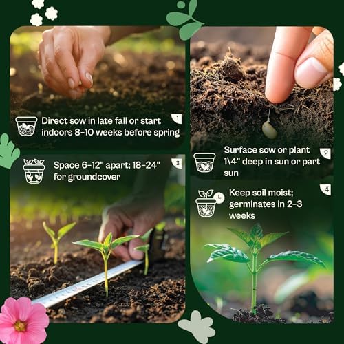 SVI 1000 Heal All Seeds (Prunella Vulgaris) - Self Heal, Medicinal Herb with Purple Blooms, Drought Tolerate, Easy Grow – Perennial Flower Seeds in Seed Packets for Outdoor Garden, Containers, Borders - Image 5