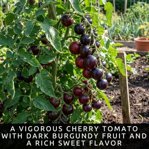 Black Pearl Tomato Seeds for Planting | 100 Seeds | Dark Cherry Tomato - Image 2