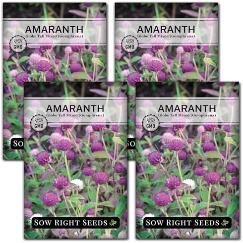 Sow Right Seeds - Tall Mixed Globe Amaranth Seed for Planting Gomphrena 4pk by SowRightSeeds