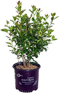 First Editions - Ilex verticillata Wildfire (Winterberry) Shrub, bright red fruit, #3 - Size Container by GreenPromiseFarms