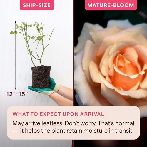 Heirloom Climbing Roses, Live Own Root Plant, Breath of Life™ - Image 2