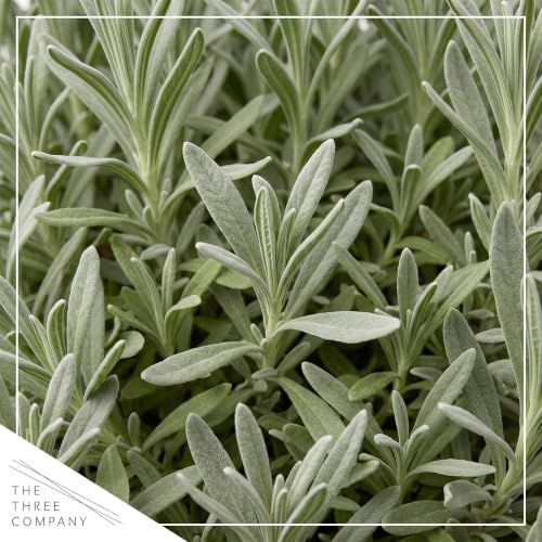Herb - Lavender (4 Pack), Live Fragrant Herb, Aromatherapy, Wellness - Image 2