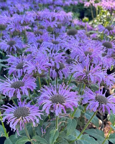 Perenial Farm Marketplace Monarda x 'Blue Moon' (Sugar Buzz® Bee Balm) Perennial,Size-#1 Container, Blue Flowers - Image 2