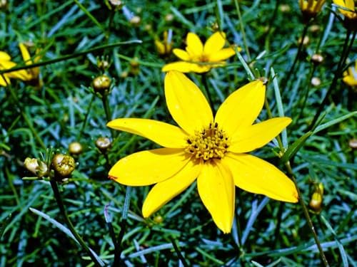 Greenwood Nursery: Live Perennial Plants - Moonbeam Tickseed + Coreopsis Verticillata - [Qty: 10x Pint Pots] - (Click for Other Available Plants/Quantities) - Image 2