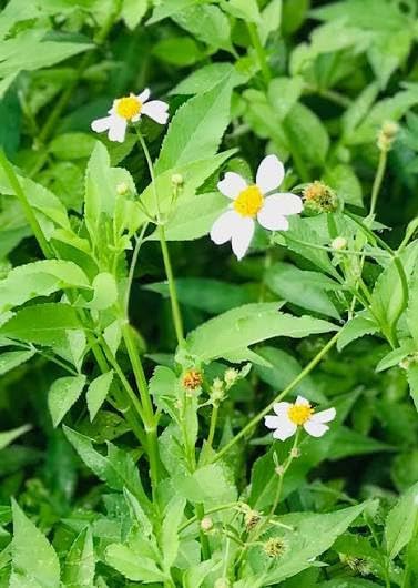 Bidens Alba,Spanish Needles | Live Plants - 6 Count - Image 4