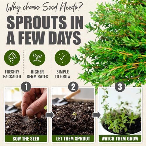 Seed Needs Thyme Seeds to Plant an Herb Garden - 5 Packs - Image 5
