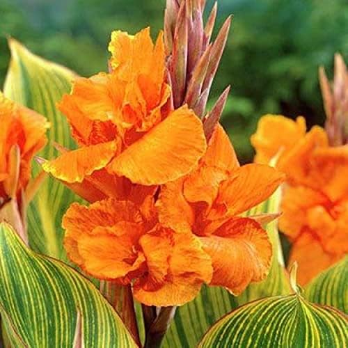Canna ‘Pretoria’, a Great Live Pond Plant for Your Water Garden. Filters koi and Goldfish Pond. Good for Bogs, Plant Shelf or Shallow Water This marginal Aquatic is a Real Beauty - Image 3