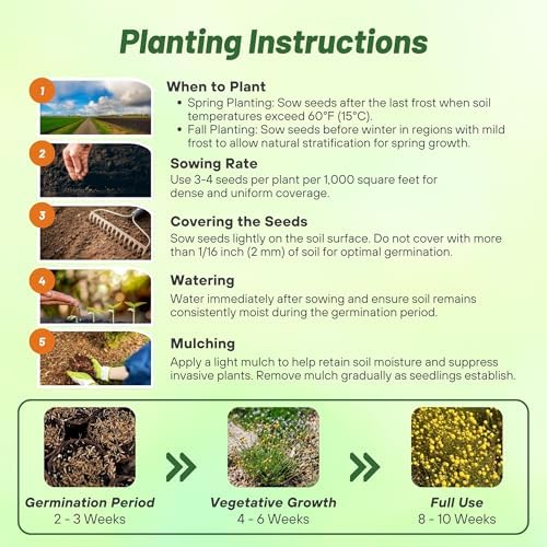 Outsidepride Billy Button Craspedia Globosa Seeds - 1000 Pcs Perennial, Hardy & Drought Tolerant, Flower Seeds for Planting w/Yellow Spherical Blooms, Ideal for Cut Flower & Pollinator Gardens - Image 4