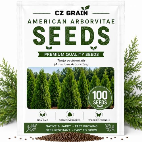 American Arborvitae Privacy Tree Seeds | Evergreen Hedge | 100 Seeds by CZGrain